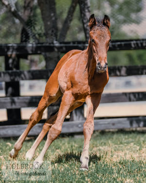 Breednet Gallery - Dundeel Holbrook Thoroughbreds for Bob and Sandra Peters 