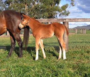 Breednet Gallery - Churchill (Ire) Coolmore Stud