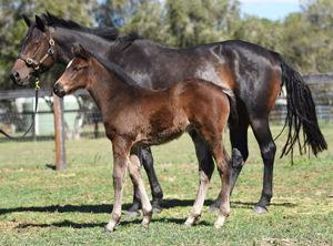 Breednet Gallery - I Am Invincible Torryburn Stud, NSW