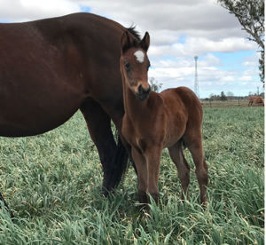 Breednet Gallery - Sizzling Cannon Hayes Stud 