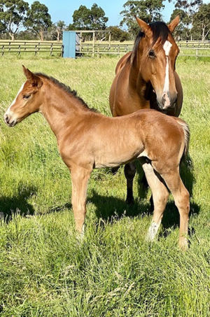 Breednet Gallery - So You Think Bred by Shadowbrook, Vic