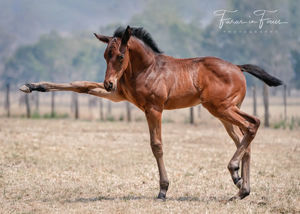 Breednet Gallery - Vancouver Widden Stud, NSW for Vieira Group