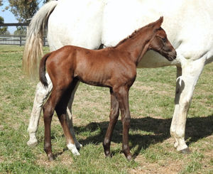 Breednet Gallery - Spill the Beans Vinery Stud, NSW