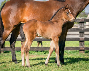 Breednet Gallery - Domesday Holbrook Thoroughbreds for Bob and Sandra Peters 