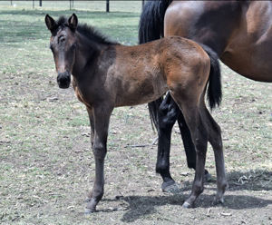 Breednet Gallery - Exosphere Bred at at Cannon Hayes Stud  For JWM Racing NO 2