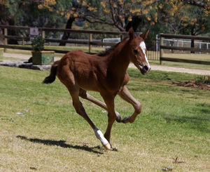Breednet Gallery - Panzer Division Peppertree FArm, NSW
