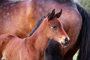 Breednet Gallery - Fastnet Rock Lime Country Thoroughbreds, NSW