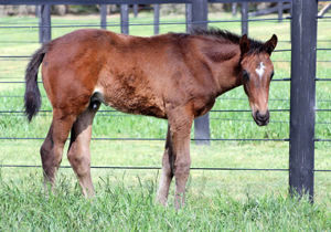 Breednet Gallery - American Pharoah (USA) Lime Country Thoroughbreds, NSW