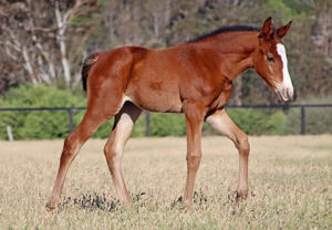 Breednet Gallery - Impending Lime Country Thoroughbreds, NSW