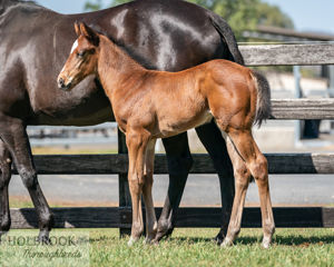 Breednet Gallery - Vancouver Holbrook Thoroughbreds for Bob and Sandra Peters 