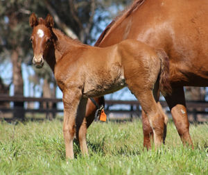 Breednet Gallery - Churchill (IRE) Half-brother to SP Jeanneau and SP Aim Smart