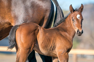 Breednet Gallery - I Am Invincible Holbrook Thoroughbreds for Bob and Sandra Peters 