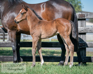 Breednet Gallery - Your Song Holbrook Thoroughbreds, NSW