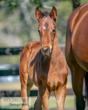 Breednet Gallery - Vancouver Holbrook Thoroughbreds for Bob and Sandra Peters 