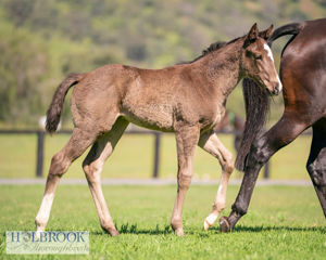 Breednet Gallery - Better Than Ready Holbrook Thoroughbreds, NSW