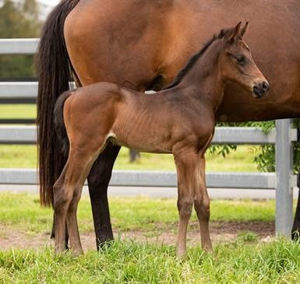 Breednet Gallery - I Am Invincible Torryburn Stud, NSW