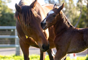 Breednet Gallery - I Am Invincible Willow Park, NSW