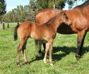 Breednet Gallery - More Than Ready (USA) Vinery Stud, NSW