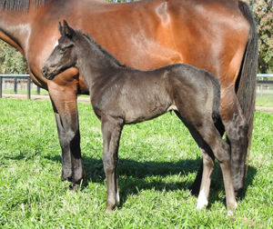 Breednet Gallery - More Than Ready (USA)  Vinery Stud, NSW