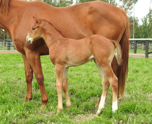 Breednet Gallery - More Than Ready (USA)  Vinery Stud, NSW