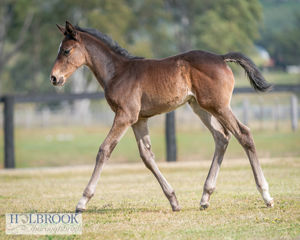Breednet Gallery - Adelaide (IRE) Holbrook Thoroughbreds, NSW