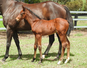 Breednet Gallery - All Too Hard Vinery Stud, NSW