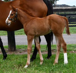 Breednet Gallery - Justify (USA) Coolmore, NSW for Pencarrow Stud