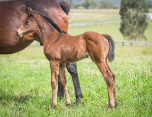 Breednet Gallery - Rubick Middlebrook Valley Lodge, NSW