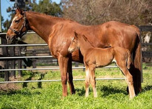 Breednet Gallery - Shooting to Win Torryburn Stud, NSW for Mr K Orth