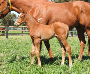 Breednet Gallery - Shooting to Win Vinery Stud, NSW