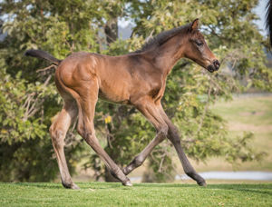 Breednet Gallery - I Am Invincible Middlebrook Valley Lodge, NSW