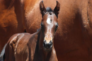 Breednet Gallery - I Am Invincible Twin Hills Stud, NSW