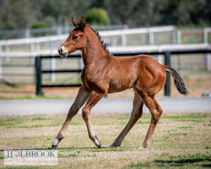 Breednet Gallery - Shooting to Win  Holbrook Thoroughbreds, NSW