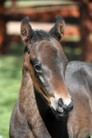 Breednet Gallery - Lean Mean Machine Foaled at Glastonbury for Aquis