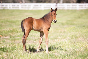 Breednet Gallery - Lean Mean Machine Foaled at Gooree for Aquis