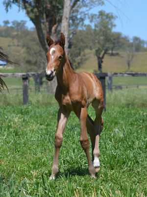 Breednet Gallery - I Am Invincible Kitchwin Hills, NSW