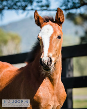 Breednet Gallery - Churchill (IRE) Holbrook Thoroughbreds for Bob and Sandra Peters 