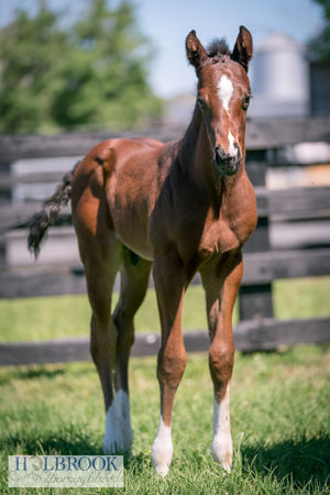 Breednet Gallery - Power (GB) Holbrook Thoroughbreds for Bob and Sandra Peters 
