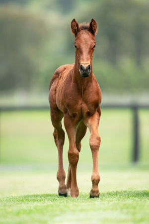Breednet Gallery - Akeed Mofeed (GB) Holbrook Thoroughbreds,  NSW for Bob and Sandra Peters 