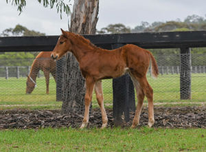 Breednet Gallery - Calyx (GB) Coolmore, NSW