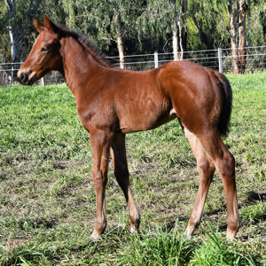 Breednet Gallery - Calyx (GB) Vinery Stud, NSW for Greg Perry