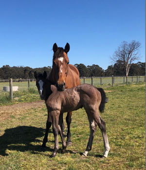 Breednet Gallery - Frosted (USA) Yarran Thoroughbreds, Vic