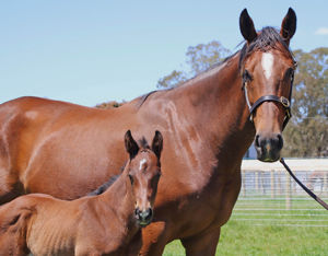 Breednet Gallery - Yes Yes Yes Lime Country Thoroughbreds, NSW