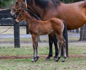 Breednet Gallery - Yes Yes Yes Coolmore, NSW