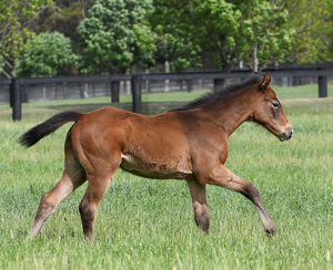 Breednet Gallery - Yes Yes Yes Coolmore, NSW for Woppitt Bloodstock
