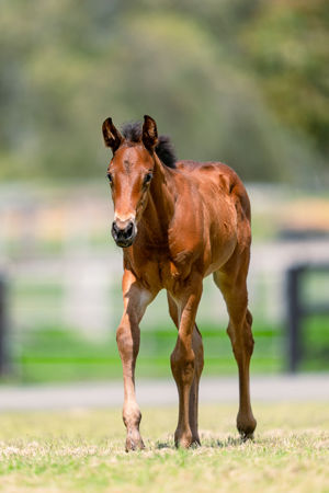 Breednet Gallery - Charm Spirit (IRE) Holbrook Thoroughbreds,  NSW for Bob and Sandra Peters 