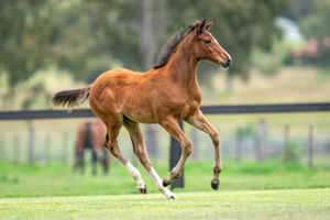 Breednet Gallery - Dundeel Holbrook Thoroughbreds, NSW for Burnewang North
