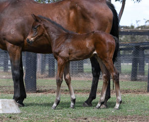 Breednet Gallery - Calyx (GB) Coolmore, NSW 