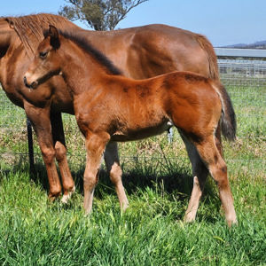 Breednet Gallery - Magna Grecia (IRE) Noogee Park Thoroughbreds, NSW for Kate Nivison
