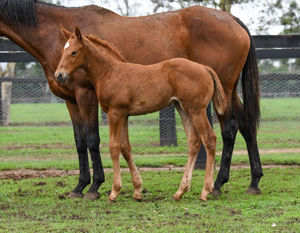 Breednet Gallery - Yes Yes Yes Coolmore, NSW 